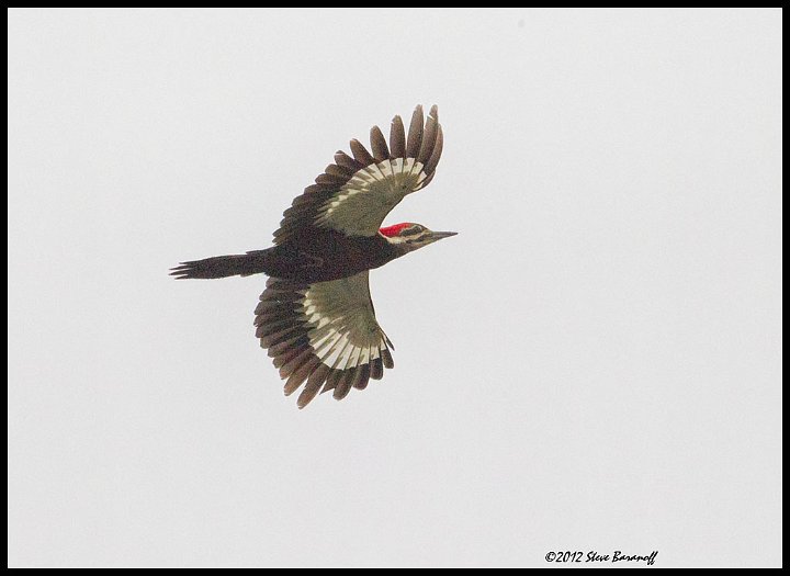 _2SB0601 pileated woodpecker.jpg